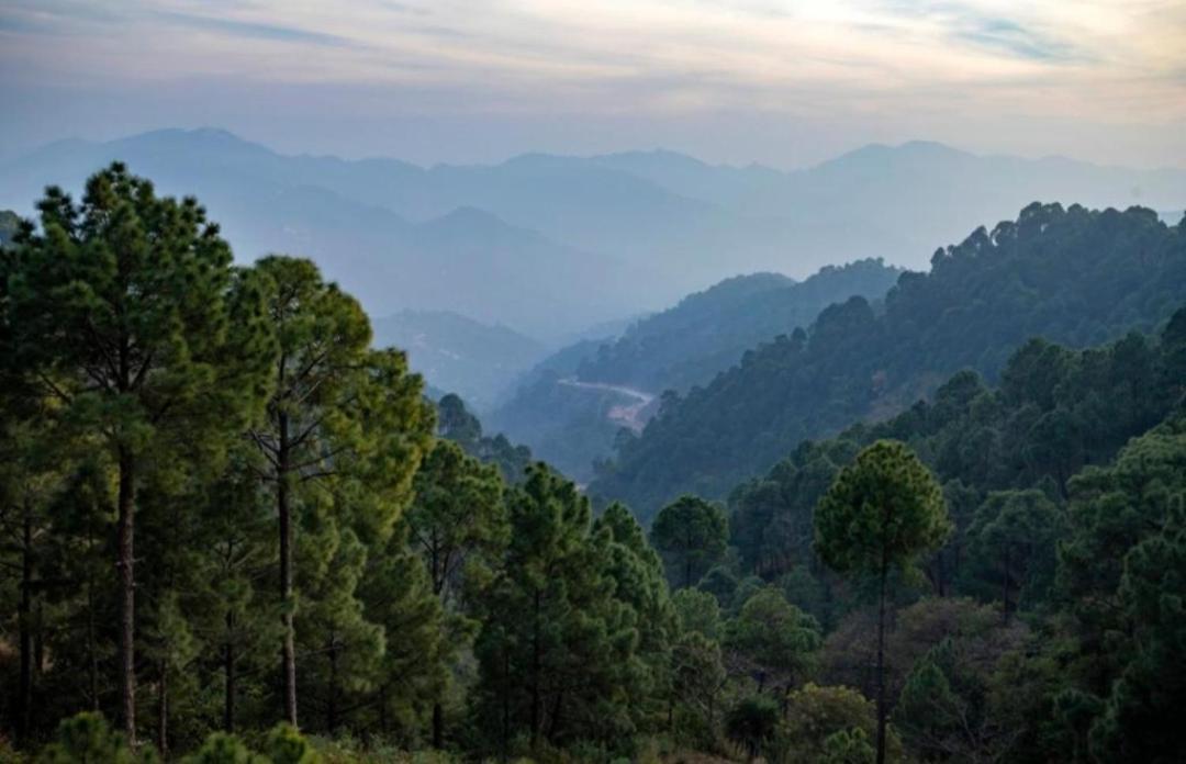 The Kasauli Western Uphills I Serviced Apartments I Pvt Balcony I Peacefull Area I By Exotic Stays Exteriör bild